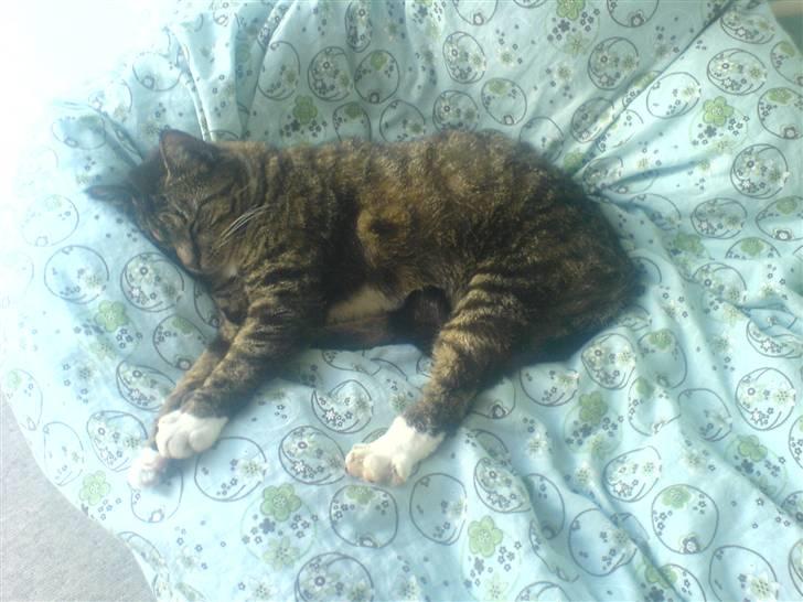 Blanding af racer Mitte *Sofie's kat* billede 8