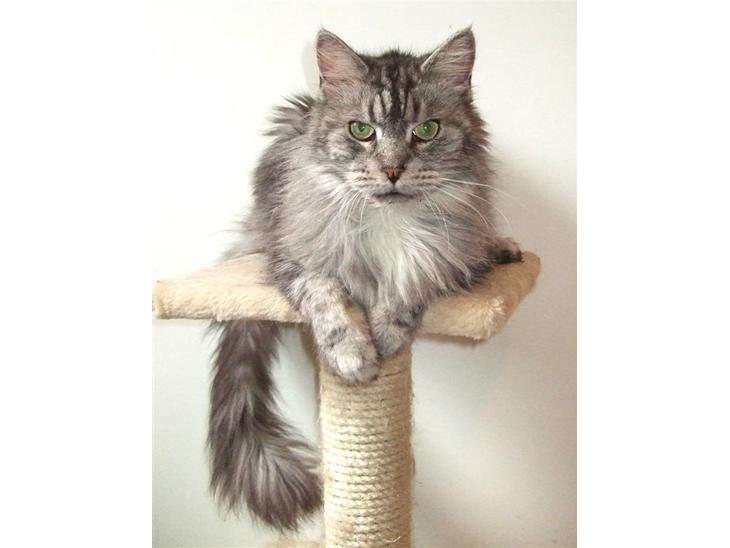 {{currentPhoto.altText}} billede {{currentPhoto.number}}