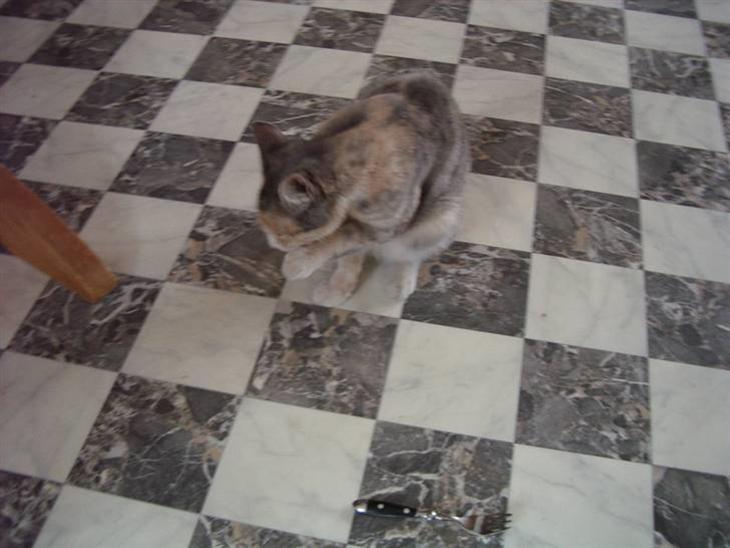 {{currentPhoto.altText}} billede {{currentPhoto.number}}