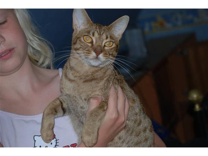 Ocicat Sea Coon´s Coco (Smilla) billede 1