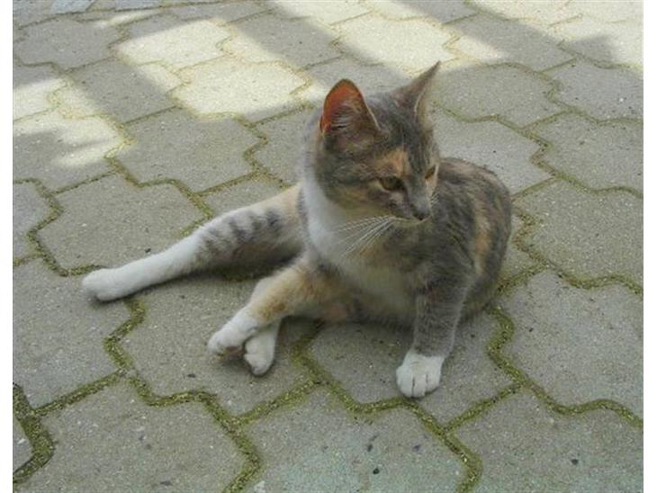 {{currentPhoto.altText}} billede {{currentPhoto.number}}