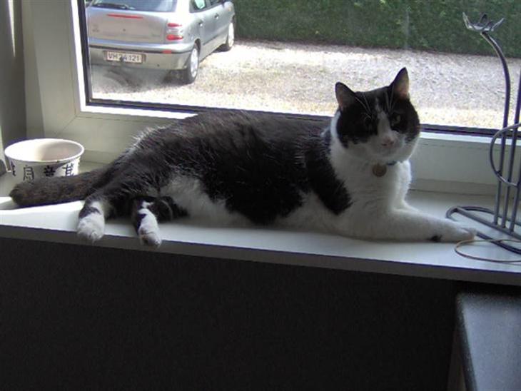 {{currentPhoto.altText}} billede {{currentPhoto.number}}