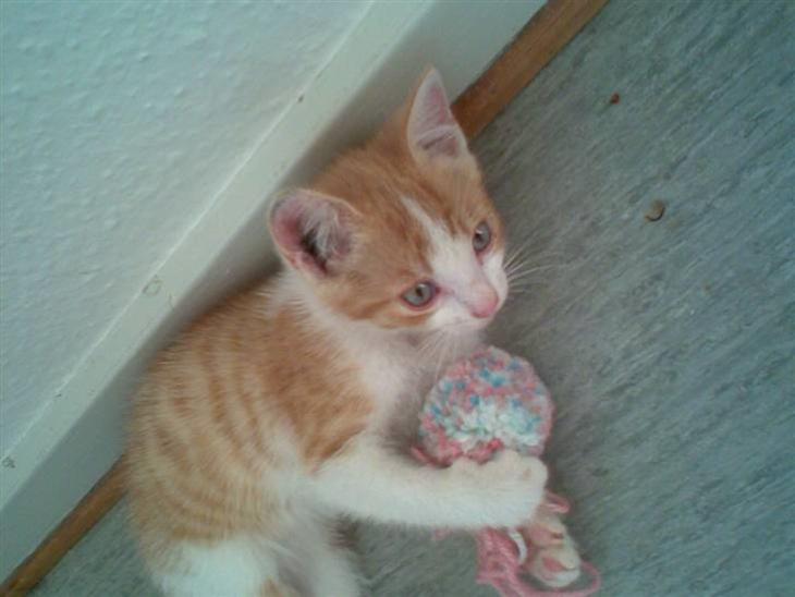 {{currentPhoto.altText}} billede {{currentPhoto.number}}