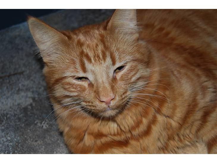 Norsk Skovkat Pelle R.I.P MY LOVE<3 - Er han ikke sød billede 1