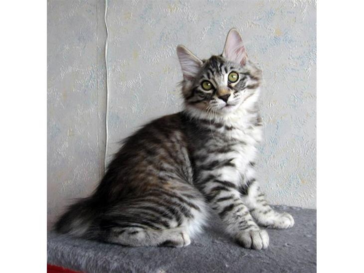 Kurilean Bobtail Chalounja Kurilkot billede 1