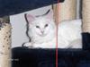 Maine Coon Watercoons White Iris