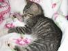 Huskat Tolouse