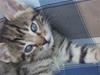 Huskat tigermis *solgt* :(
