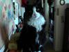 Huskat Tilde