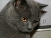 British Shorthair Moore Beauty Billie