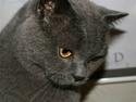 British Shorthair Moore Beauty Billie