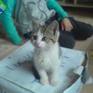 Huskat Søde Mis (død) savn<3