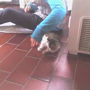 Huskat Søde Mis (død) savn<3