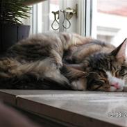 Maine Coon Malde