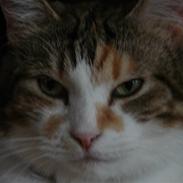 Huskat Miss MAXI