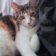 Huskat Miss MAXI