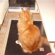 Maine Coon Simba