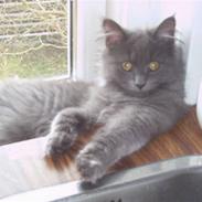 Blanding af racer ULLE