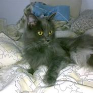 Blanding af racer ULLE