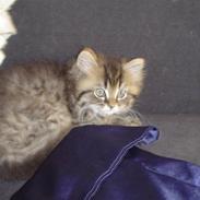 Perser Max