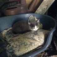 Blanding af racer Malou R.I.P 