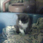 Blanding af racer Malou R.I.P 