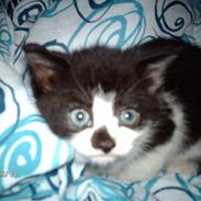 Huskat Fie