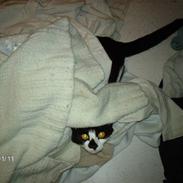 Huskat Fie