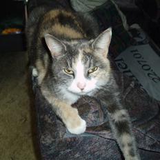 Blanding af racer Ida