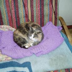 Blanding af racer Ida