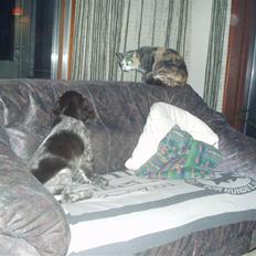 Blanding af racer Ida