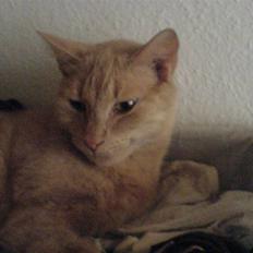 Blanding af racer Bamse