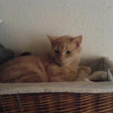 Blanding af racer Bamse