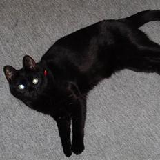 Huskat Kisser *Mors Pige*