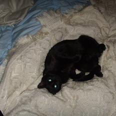 Huskat Kisser *Mors Pige*