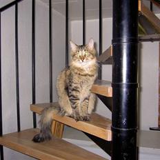 Maine Coon Fjotte. Savnes