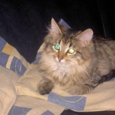 Maine Coon Fjotte. Savnes