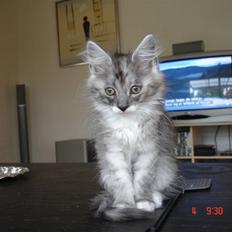 Maine Coon Taz (død)