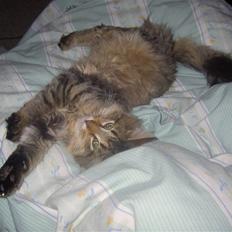 Maine Coon Fjotte. Savnes