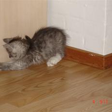 Maine Coon Taz (død)