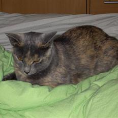 Blanding af racer frederikke. *R.I.P*