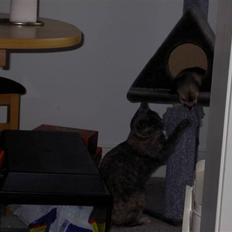 Blanding af racer frederikke. *R.I.P*