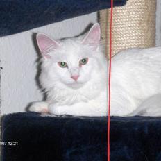 Maine Coon Watercoons White Iris