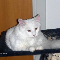 Maine Coon Watercoons White Iris