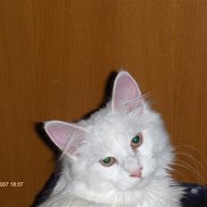 Maine Coon Watercoons White Iris