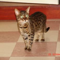 Bengal Ambala Af Fredenslund