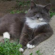 Blanding af racer Don Ø