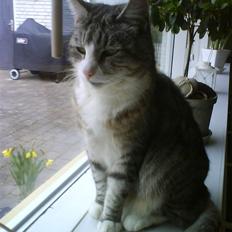 Blanding af racer Cleo *Josefine's kat*