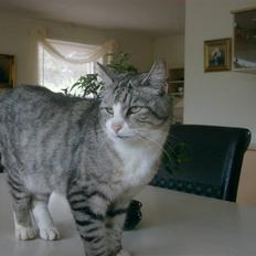 Blanding af racer Cleo *Josefine's kat*