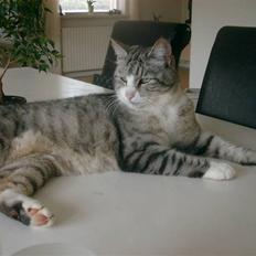 Blanding af racer Cleo *Josefine's kat*